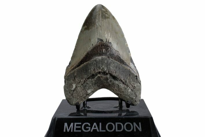 Fossil Megalodon Tooth - North Carolina #379222